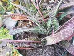 Gasteria