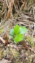 Brachyglottis kirkii