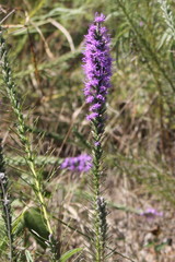 Liatris punctata mucronata