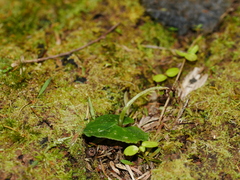 Acianthus sinclairii