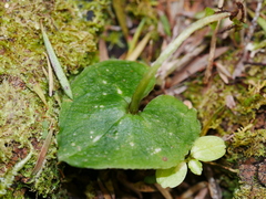 Acianthus sinclairii