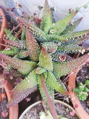 Haworthiopsis