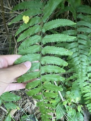 Microlepia marginata bipinnata