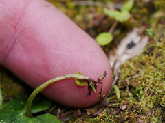 Acianthus sinclairii