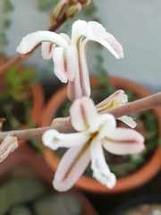 Haworthiopsis