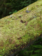 Acianthus sinclairii