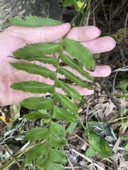 Microlepia marginata bipinnata