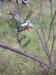 Erica lusitanica