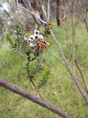 Erica lusitanica