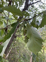 Quercus aliena