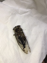 Neotibicen canicularis