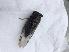 Neotibicen canicularis