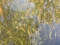 Vallisneria natans