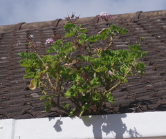 Pelargonium zonale