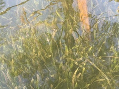 Vallisneria natans