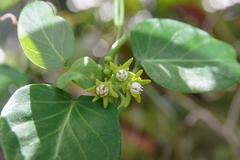 Cynanchum obtusifolium