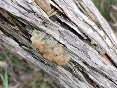 Tremella fuciformis