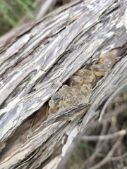 Tremella fuciformis