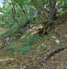 Euonymus latifolius