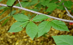 Euonymus latifolius
