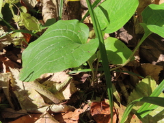 Smilax ecirrhata