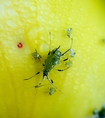 Macrosiphum
