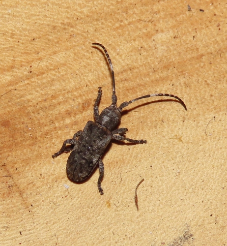 Ecyroschema rugata