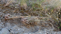 Allium marschalianum