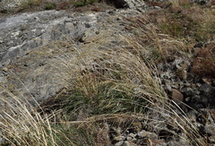 Piptatherum holciforme