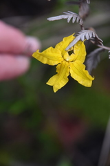 Goodenia lanata