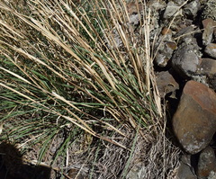 Piptatherum holciforme