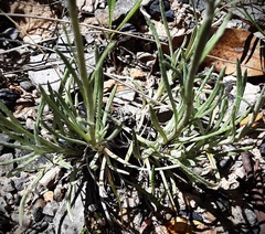 Leucochrysum albicans albicans