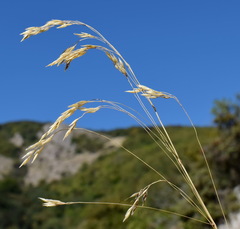 Piptatherum holciforme