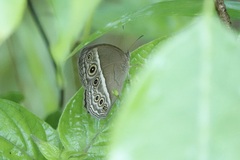 Mycalesis perseoides