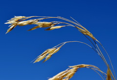 Piptatherum holciforme