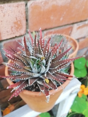 Haworthiopsis