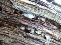 Tremella fuciformis