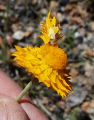 Leucochrysum albicans albicans