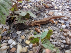 Pleurodelinae