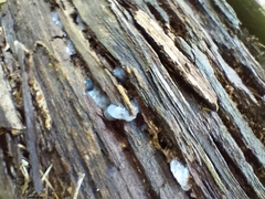 Tremella fuciformis