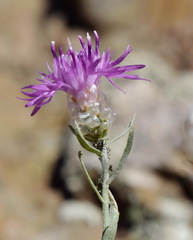 Centaurea sarandinakiae