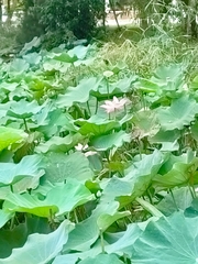 Nelumbo nucifera