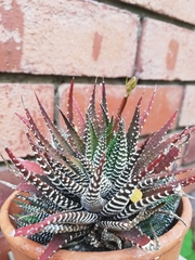 Haworthiopsis