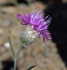 Centaurea sarandinakiae