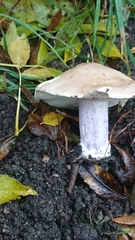 Lepista personata