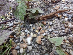 Pleurodelinae