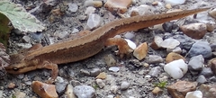 Pleurodelinae