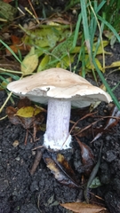 Lepista personata