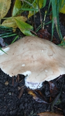 Lepista personata
