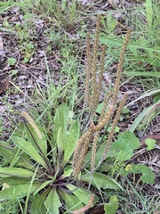 Plantago debilis